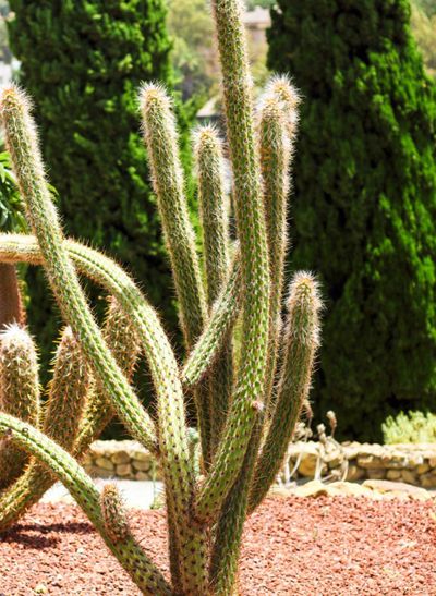 Cleistocactus Cacti In Garden Desert Landscape
