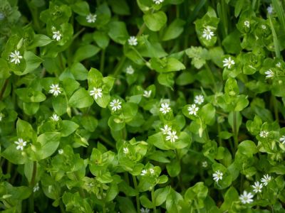 Green Garden Weeds With Tiny White Flowers