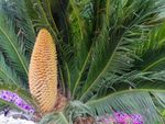 A Flowering Sago Palm