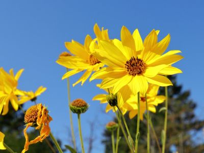 Yellow Ox Eye Sunflower Plants