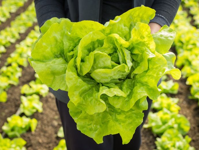 Harvesting Heads Of Lettuce - When And How To Pick Lettuce