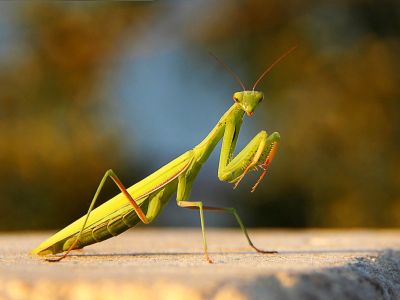 Attracting Praying Mantis - Using Praying Mantids For Pest Control In  Gardens