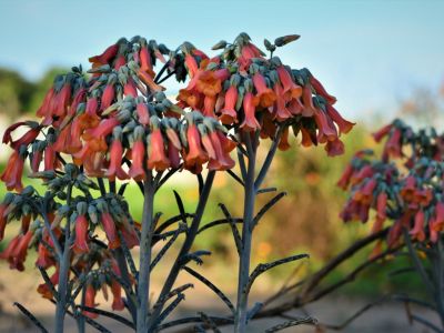 Red-Orange Kalanchoe Chandelier Plant