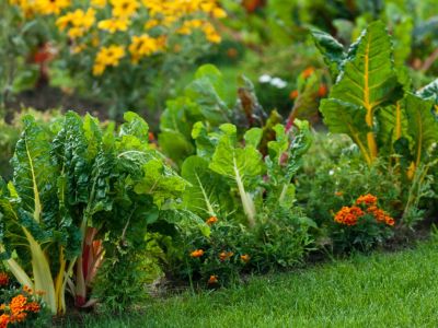 Vegetables And Flowers In A Garden