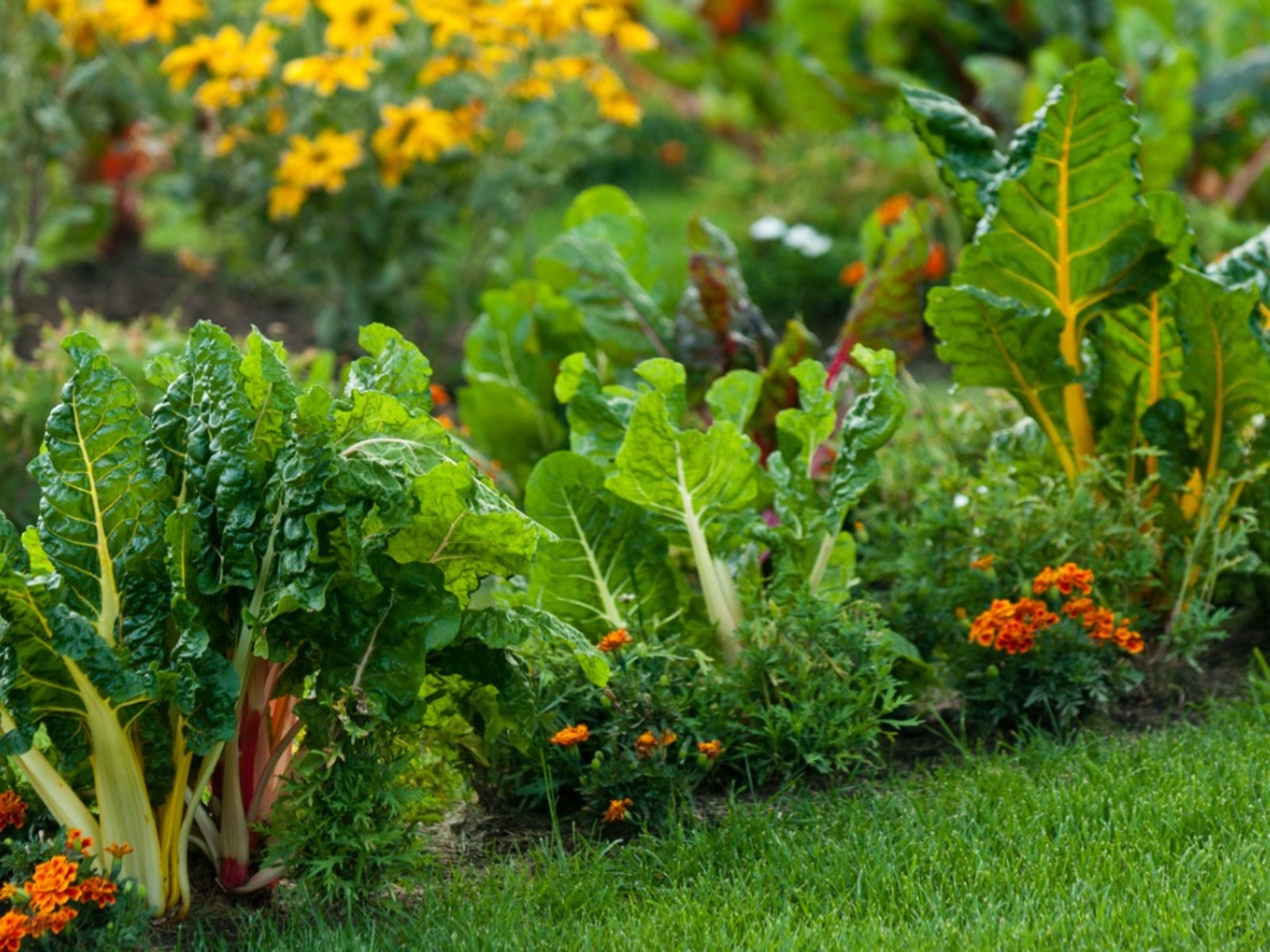 How To Mix Edible Plants In The Garden, Edible Landscaping Plants