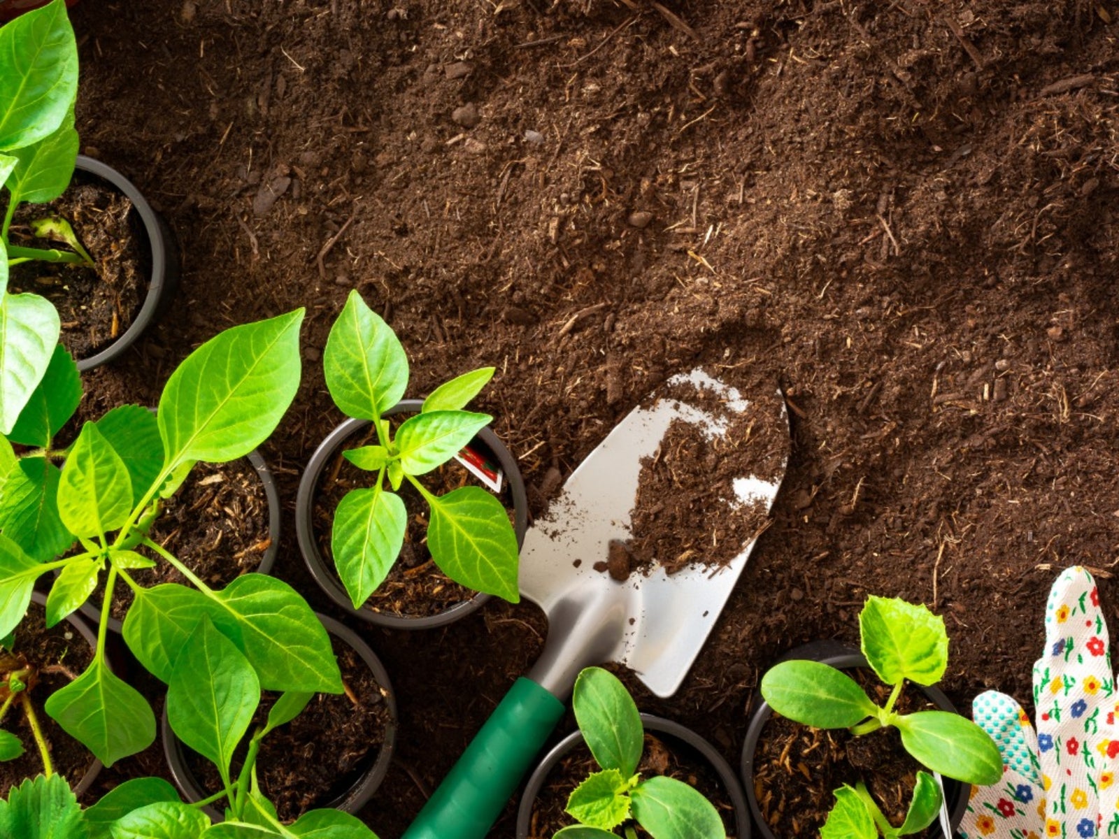 Information On When To Plant Your Vegetable Garden