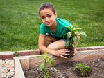 Child Planting Vegetable Plants In The Garden