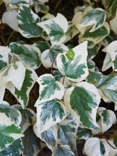 White-Green Algerian Ivy Plants