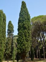 Tall Thuja Evergreen Plants