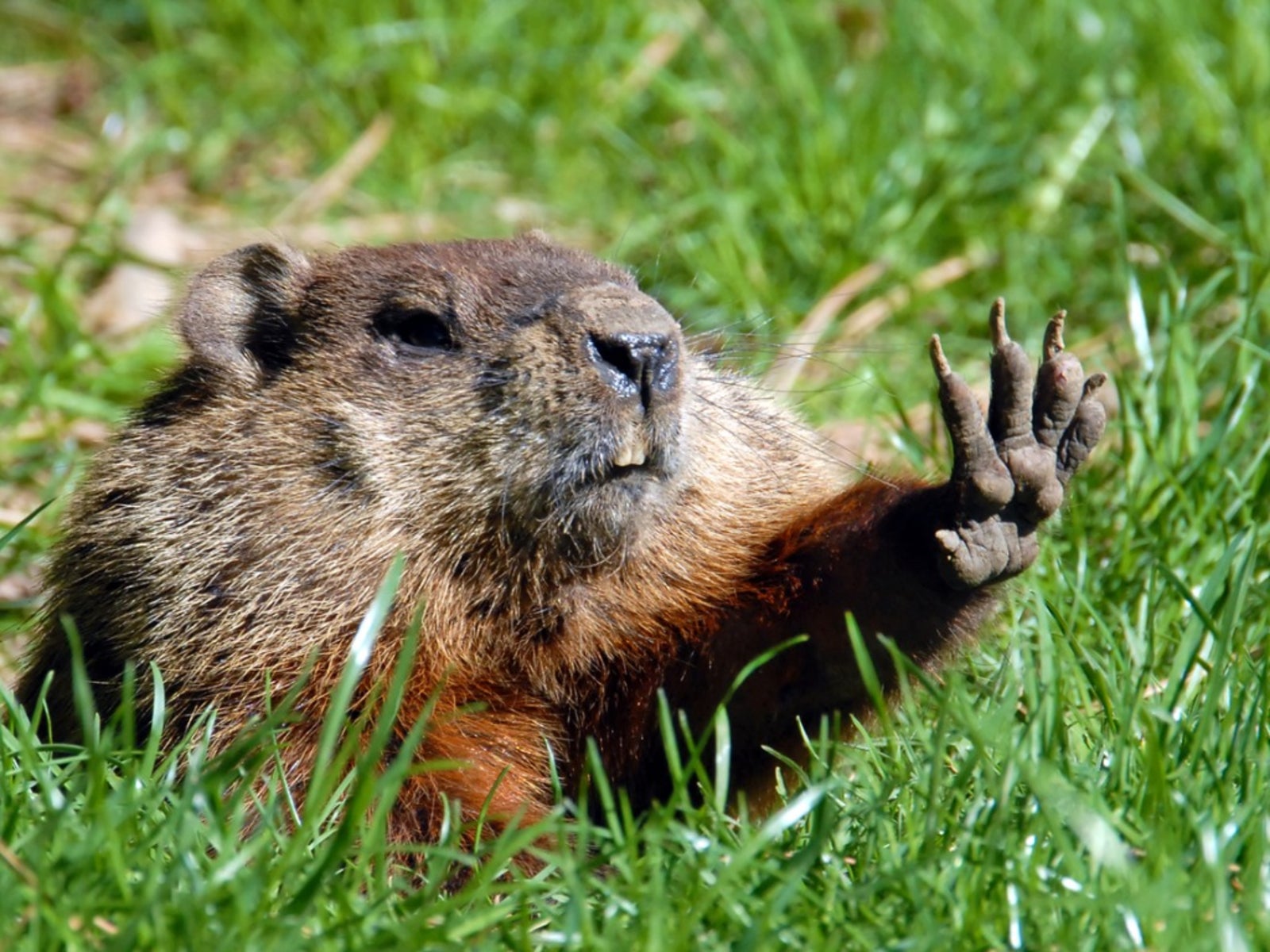 Groundhog Repellent How To Get Rid Of Groundhogs