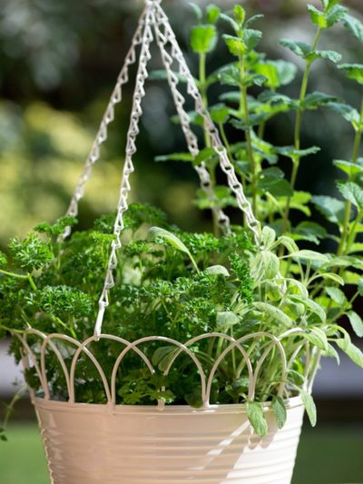 Herb Garden In A Hanging Basket