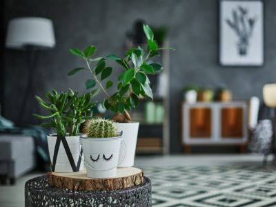 Small Indoor Potted Houseplants