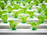 hydroponic lettuce on plastic shelf