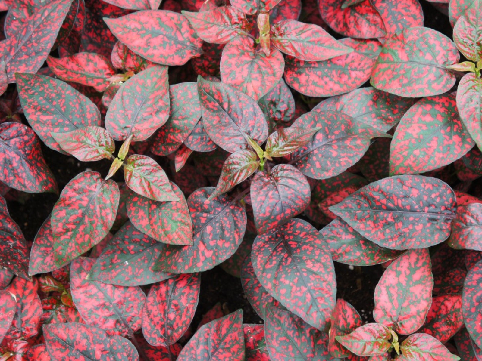 > Polka Dot Confetti Red - 15 Seeds > Great Foliage Hypoestes Phyllostachya 