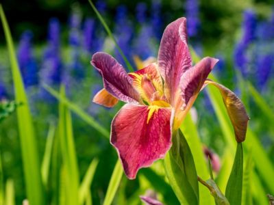 Purple-Pink Japanese Iris Plant