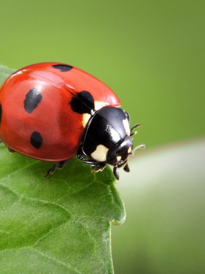 A Lady Bug Insect On A Plant