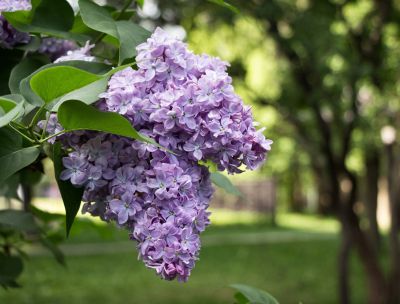 Close Up Of Lilac Plant