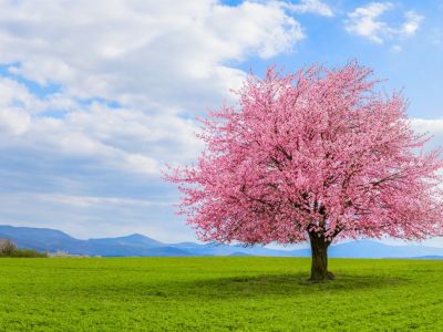 A Pink Flowering Tree In The Landscape