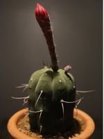 Tiny Potted Matucana Cactus