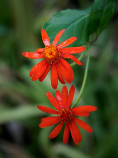 Bright Red Mexican Flame Flowers