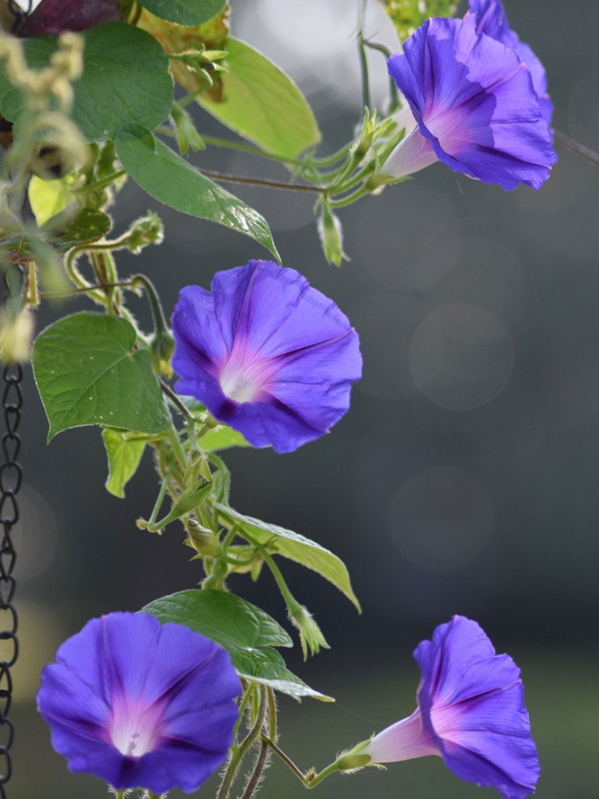 tips & information about morning glory - gardening know how