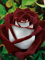 Red And White Osiria Rose