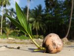 Palm Tree Seed
