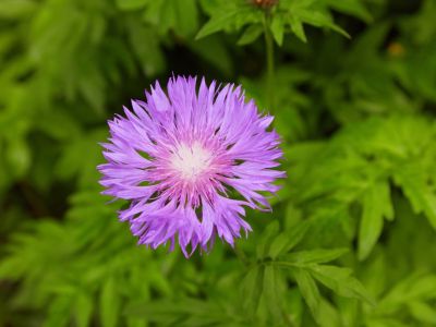 Purple Stokes Aster Flower