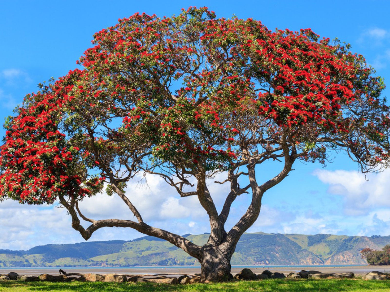 What Is A Pohutukawa Tree: New Zealand Christmas Tree Care