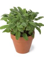 Potted Sage Herbs