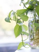 Pothos Vine Growing Out Of A Vase Of Water