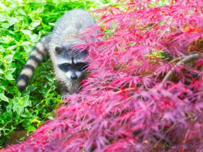 Raccoon Walking Between Red And Green Leaved Plants