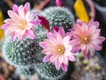 Cacti With Pink Flowers
