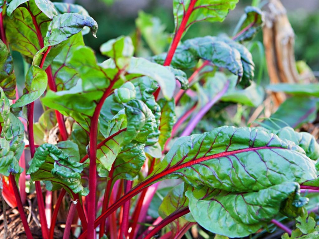 Red swiss chard growing outdoors