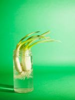 Re-Growing Of Scallions In A Jar Of Water