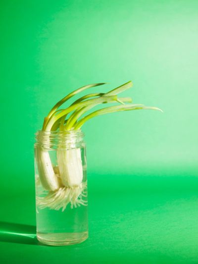 Re-Growing Of Scallions In A Jar Of Water