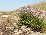 Sea Lavender Limonium Plants