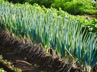 Plant onions in herb or regular garden