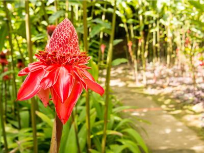 Red Torch Ginger Lilies