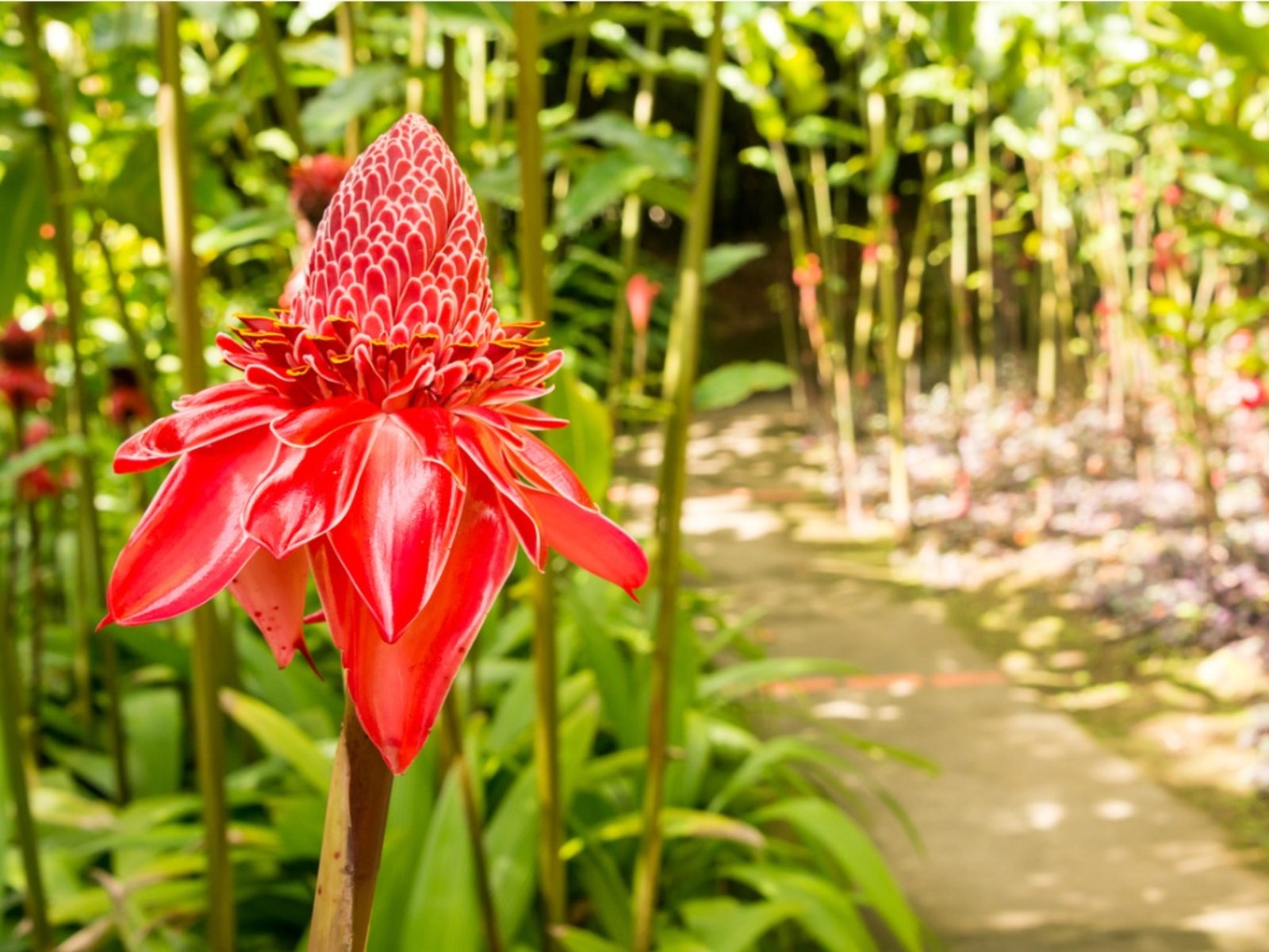 Everything You Need to Know About Torch Ginger 