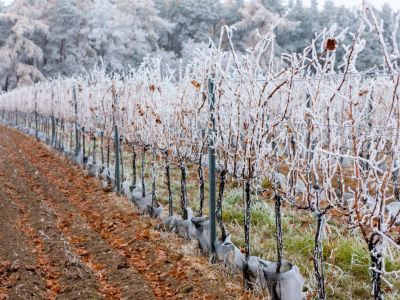 Rows Of Frosted Over Grapevines