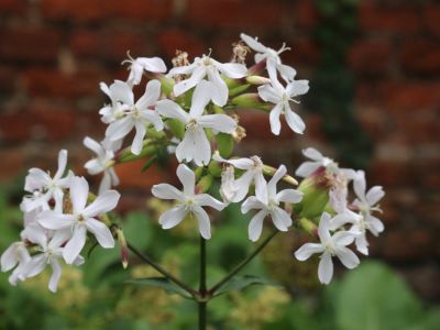 White Flowered Soapwort Plant