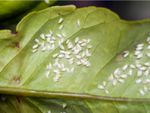 whitefly on a citrus leaf