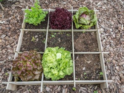 Divided Vegetable Garden With Nine Boxes
