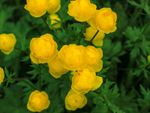 Yellow Globeflowers In The Garden