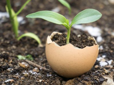 Seedling Growing From An Eggshell Full Of Soil In The Garden