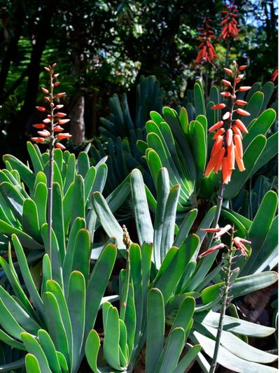 Flowering Fan Aloe Plant