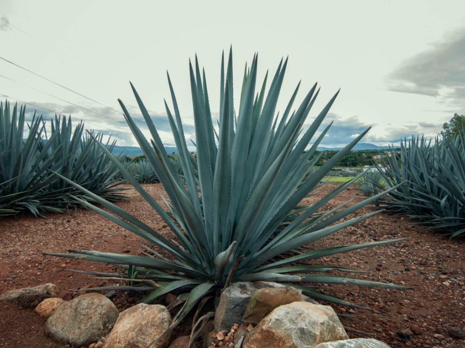 agave plant diseases  tips on treating crown rot of agave