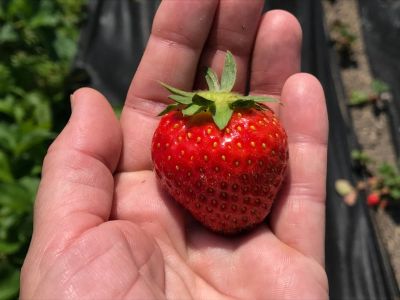 Hand Holding An Allstar Strawberry