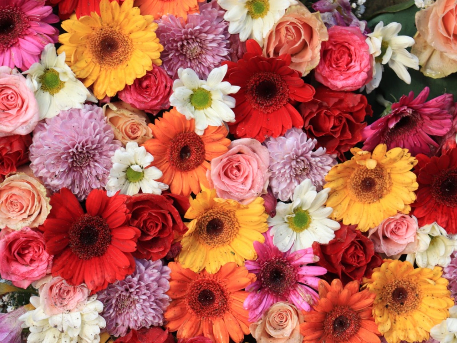 Tightly packed colorful flowers